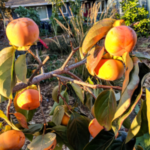 Persimmons