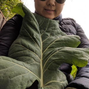 Jennifer Cho with some of her kale harvest