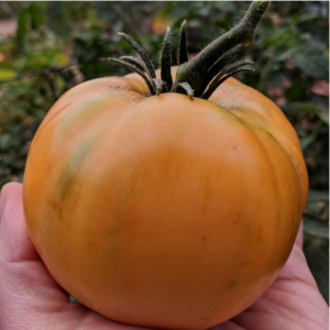 Yellow Tomato