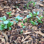 Fava shoots