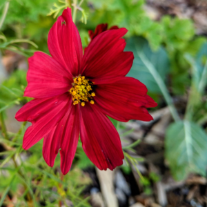 Red flower