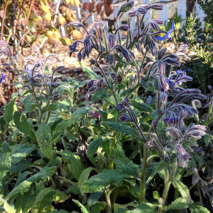 Borage